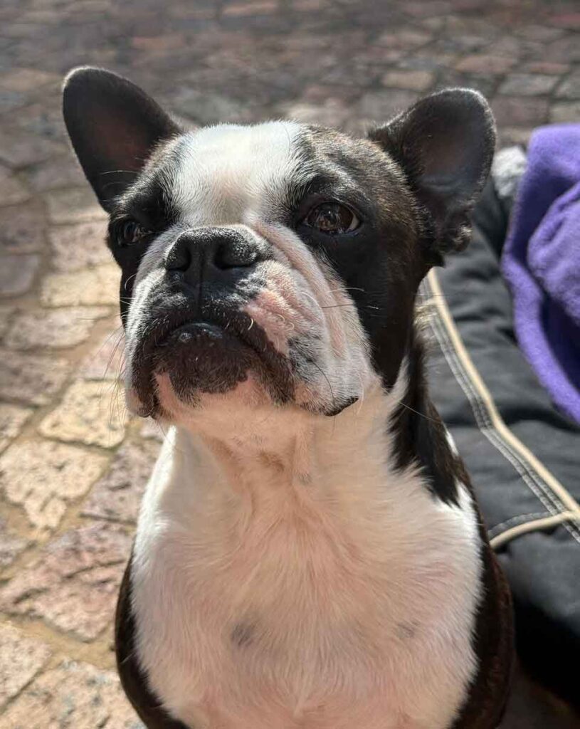 Adopt a purebred Boston Terrier Female