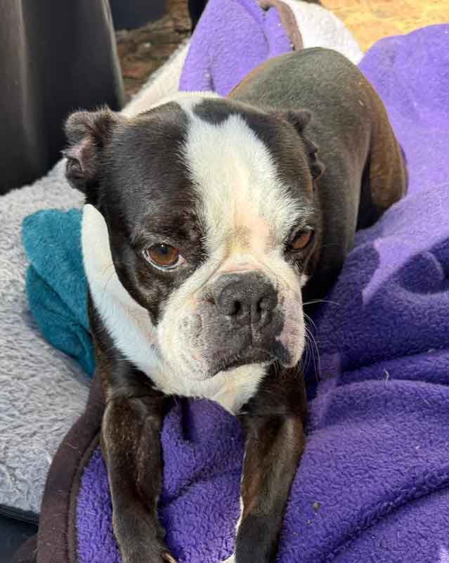 Daisy Female Boston Terrier 5