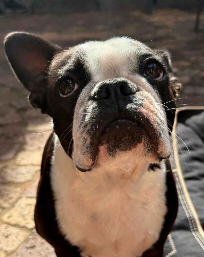 Female Boston T