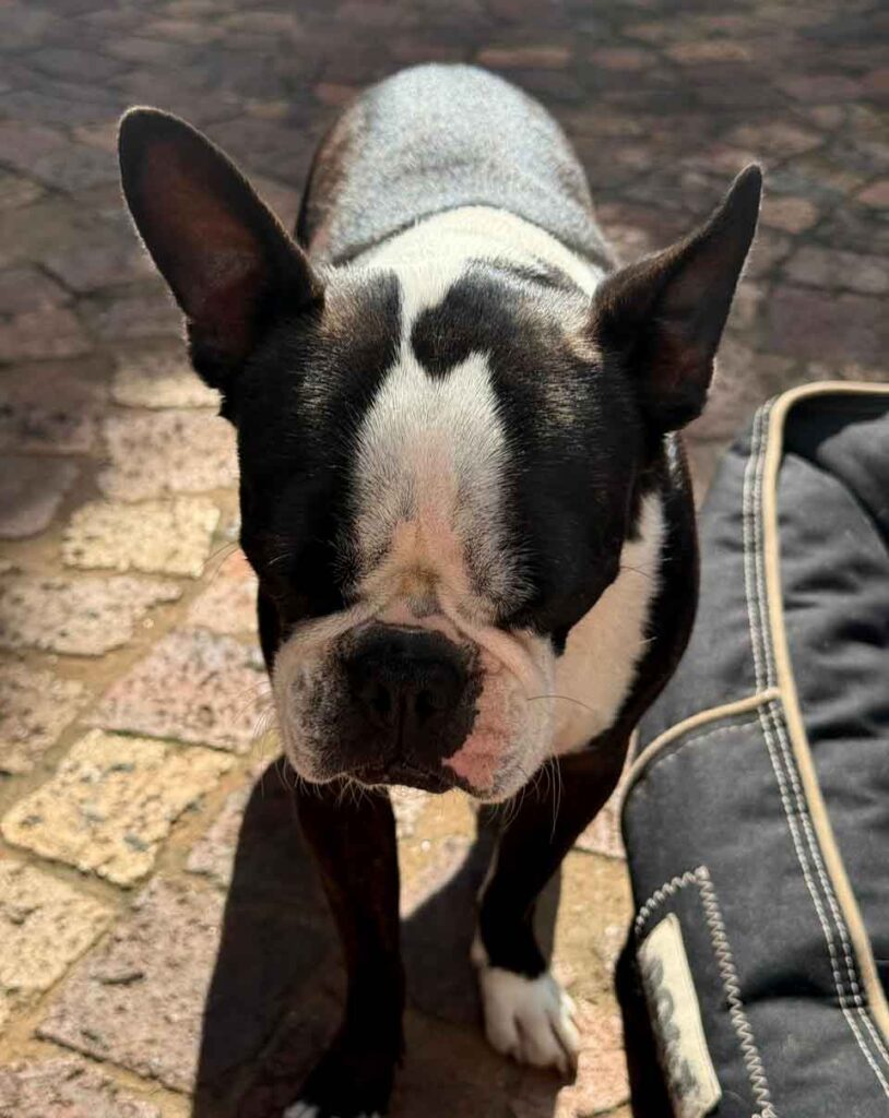 Boston Terrier Female