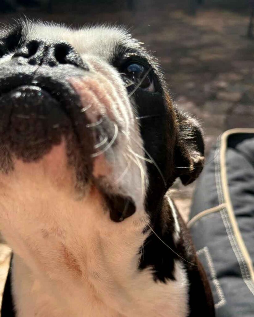 2 year old female Boston Terrier