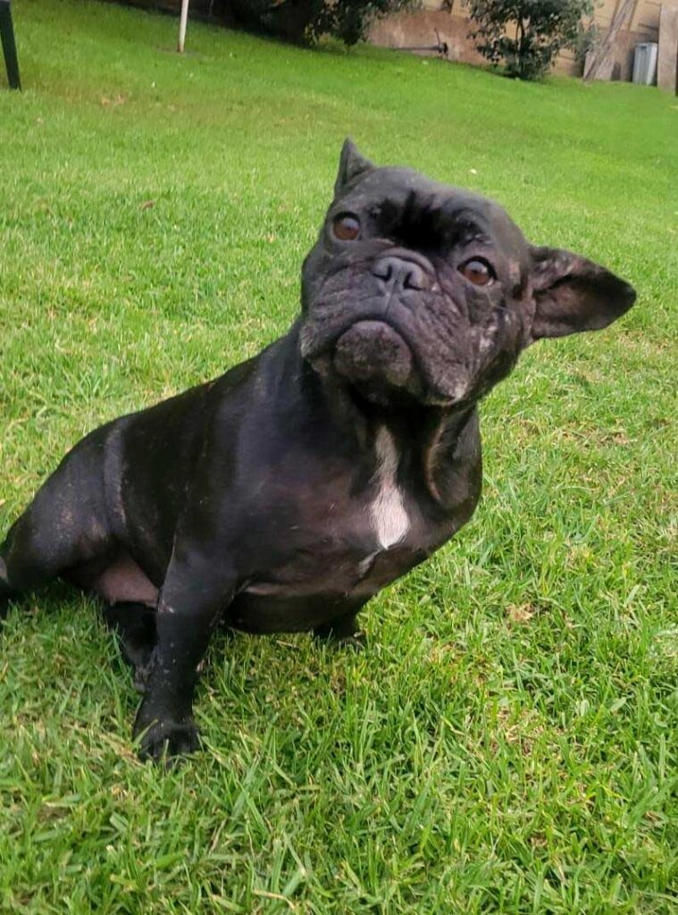 ADOPTED | Potato French Bulldog | SDA2604 Elite Companion 7 Frenchie Female 4 years old for adoption with Small Dog Adoptions
