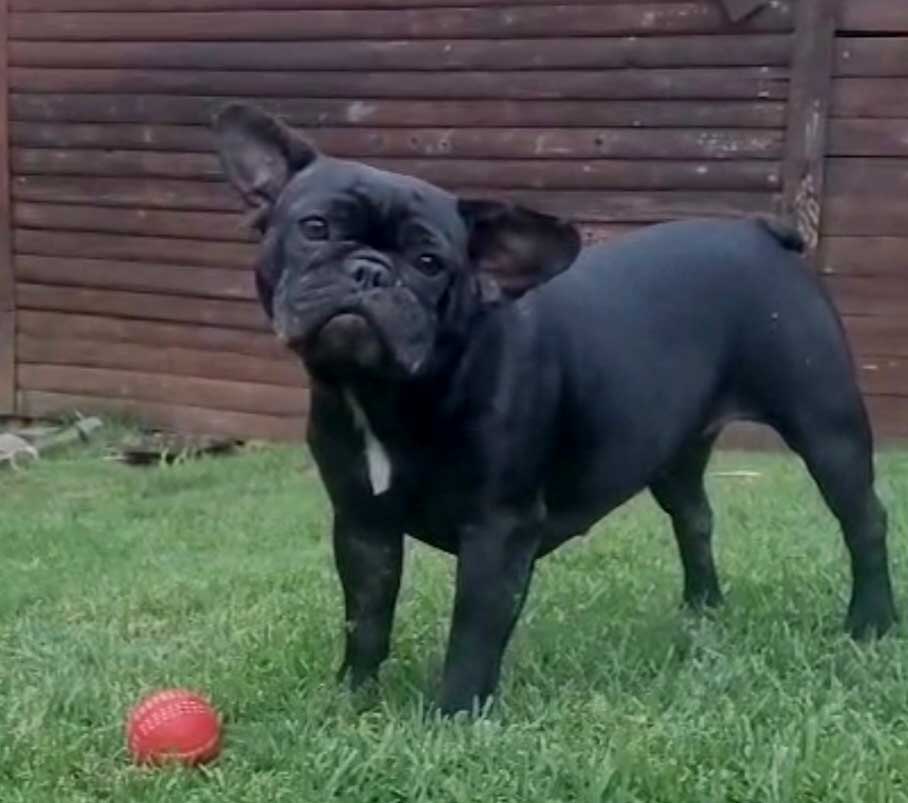 ADOPTED | Potato French Bulldog | SDA2604 Elite Companion 8 French Bulldog Female