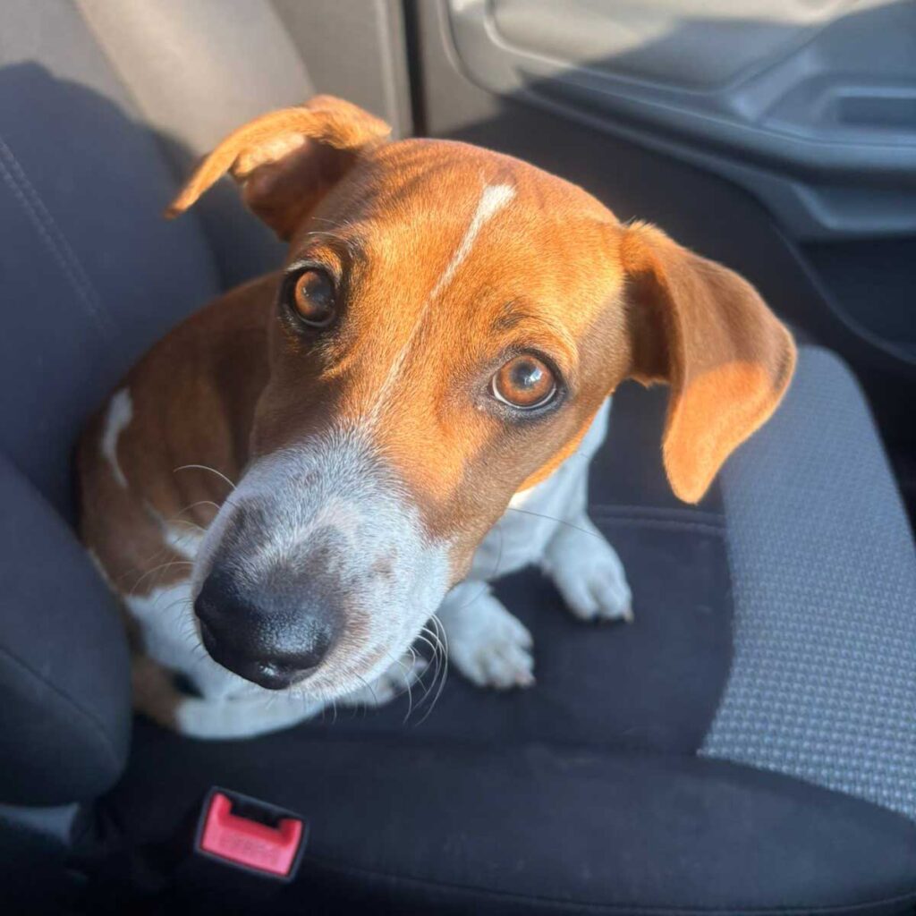 6 month old short leg Jack Russell Puppy for adoption with Small Dog Adoptions and Rehoming