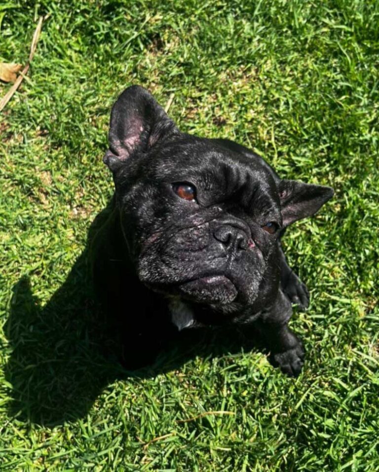 Rehoming Review Potato | French Bulldog