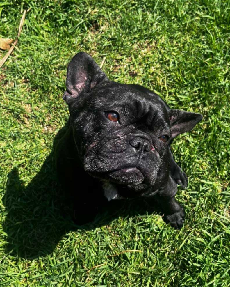 rehoming review potato