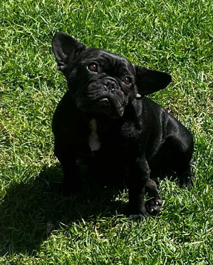 ADOPTED | Potato French Bulldog | SDA2604 Elite Companion 6 French Bulldog for Adoption