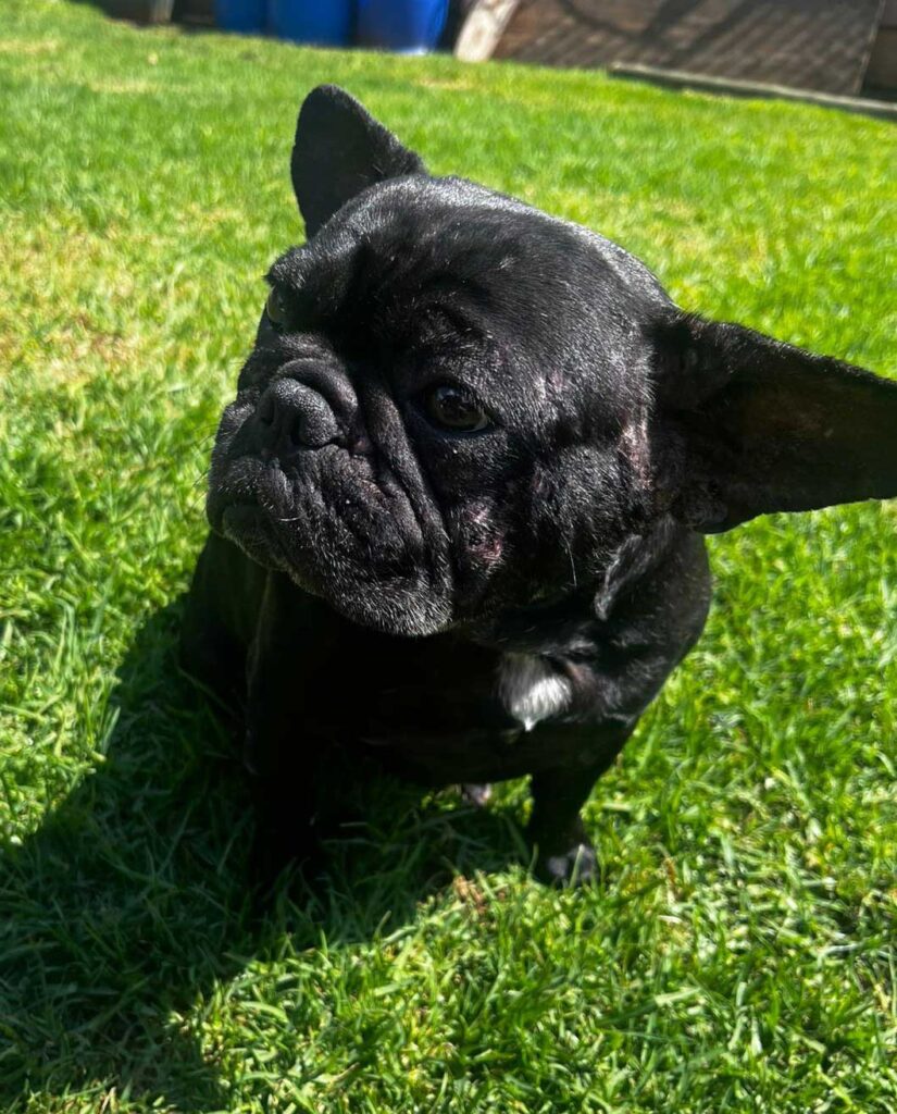 ADOPTED | Potato French Bulldog | SDA2604 Elite Companion 5 4 year old female Frenchie