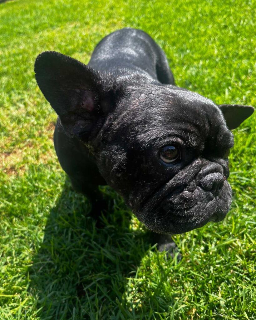 ADOPTED | Potato French Bulldog | SDA2604 Elite Companion 4 Frenchie female for adoption