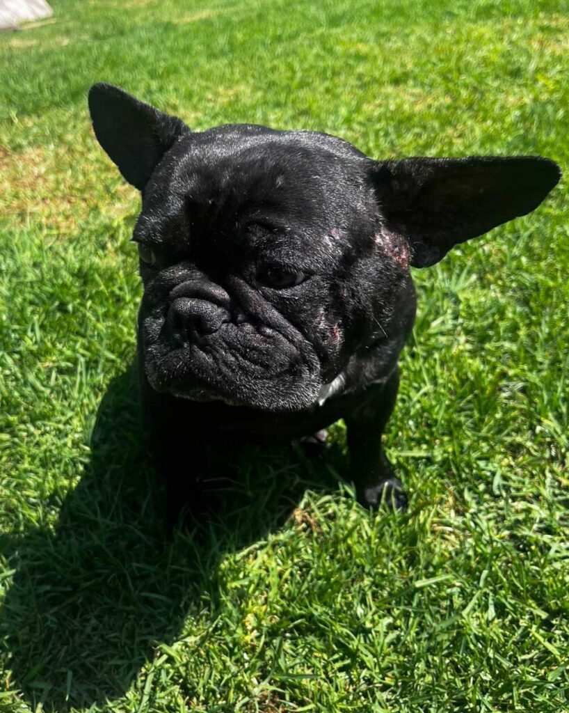 ADOPTED | Potato French Bulldog | SDA2604 Elite Companion 3 adopt a black female Frenchie with Small Dog Adoptions