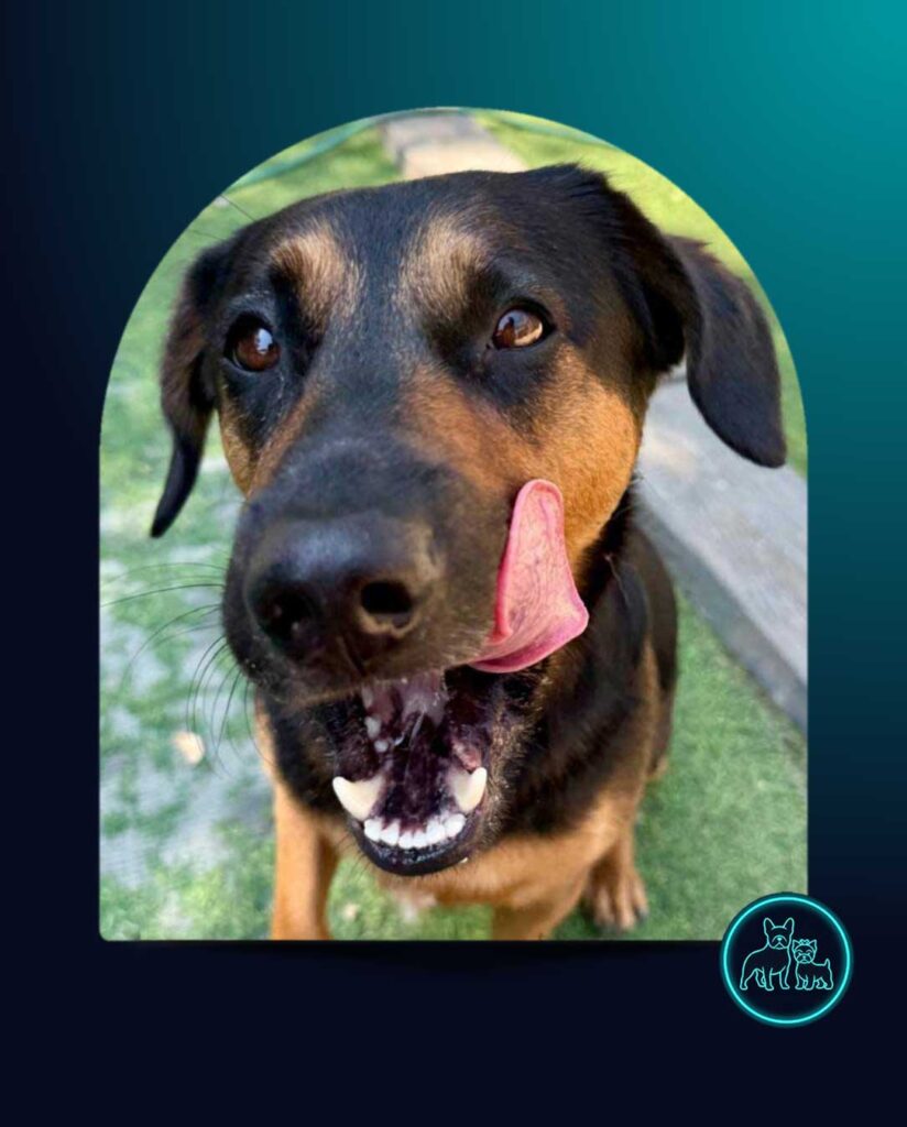 Adopt Doxie Shepherd Rocky male available for Adoption through Small Dog Adoptions