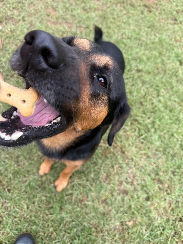 3-year-old male Doxie Shepherd (GSD x Worsie)