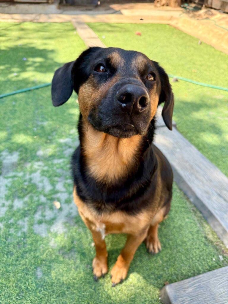 male Doxie Shepherd (GSD x Worsie)