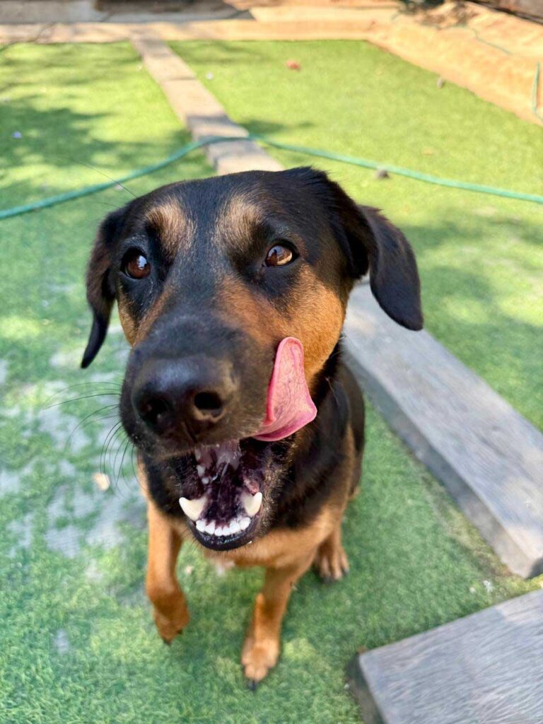 German Shepherd cross Dachshund for adoption