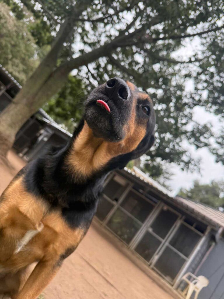 Adopt Doxie Shepherd Rocky