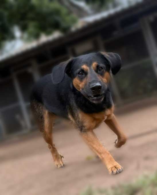Adopt Doxie Shepherd Rocky - German Shepherd cross Dachshund