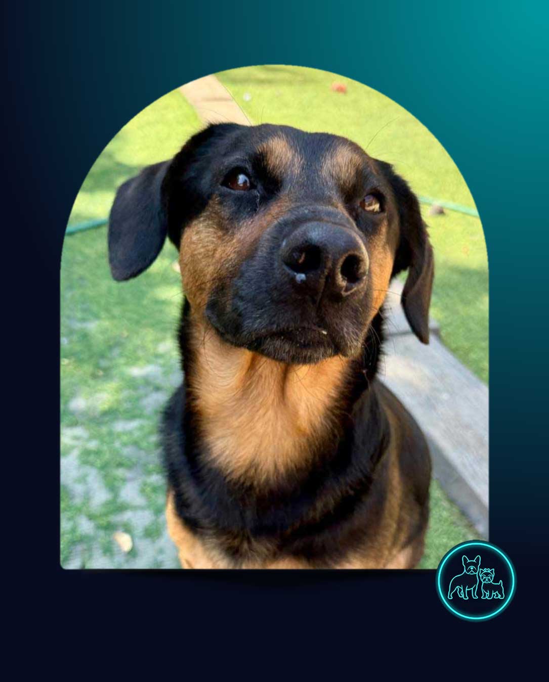 Adopt Doxie Shepherd Rocky | SDA2607 Elite Companion