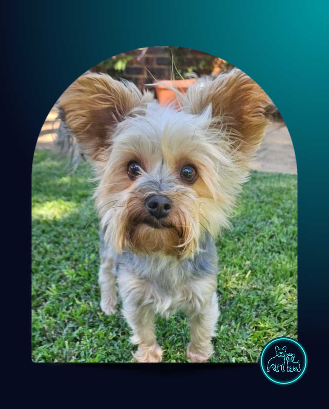 Traditional Yorkshire Terrier male for adoption South Africa - SDA2603
