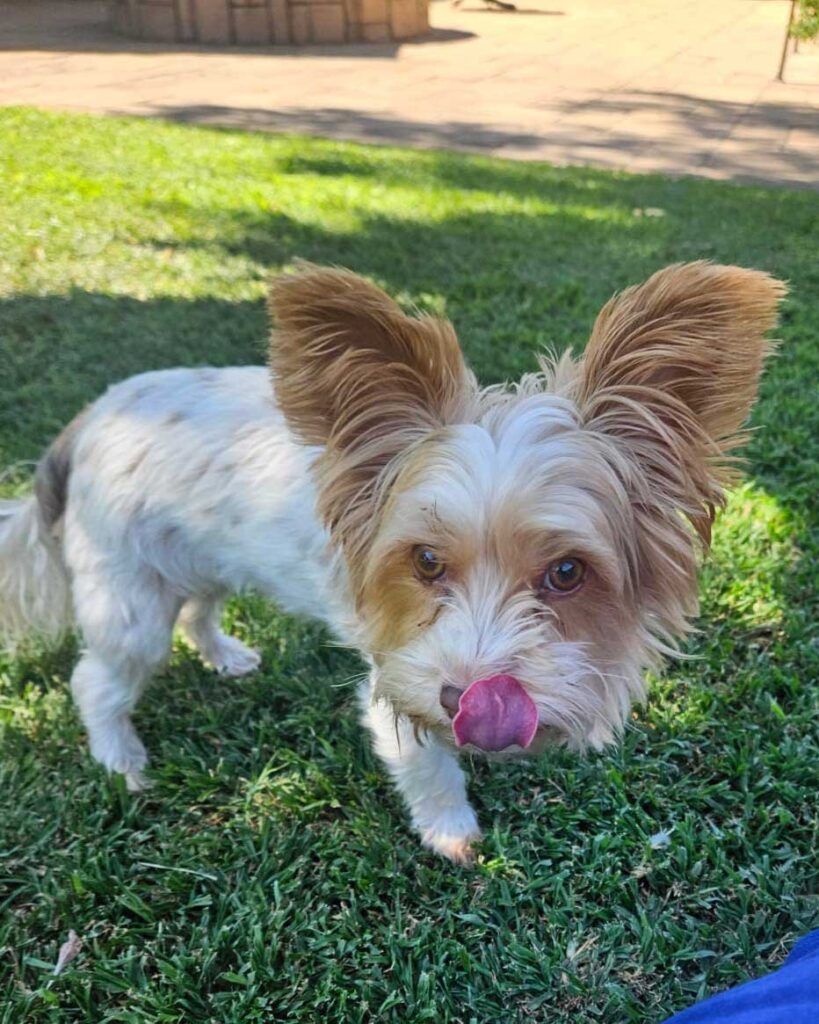 ADOPTED | Bailey Biewer Terrier | SDA2602 Elite Companion 6 Female Biewer Yorkie for adoption