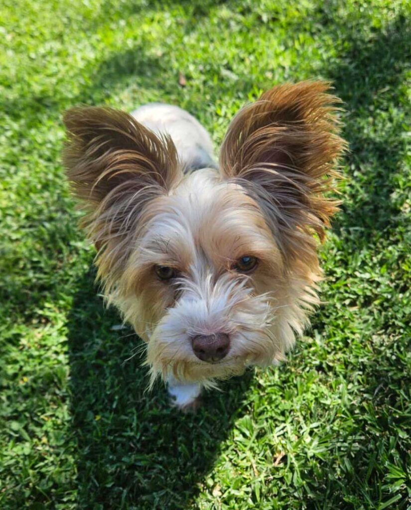 ADOPTED | Bailey Biewer Terrier | SDA2602 Elite Companion 5 Adopt small Biewer Female Yorkie