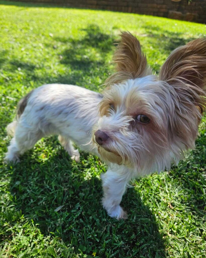 ADOPTED | Bailey Biewer Terrier | SDA2602 Elite Companion 4 Small 2.5kg Biewer Yorkie for adoption