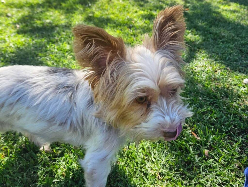 ADOPTED | Bailey Biewer Terrier | SDA2602 Elite Companion 3 5 year old female Biewer Terrier for adoption with Small Dog Adoptions