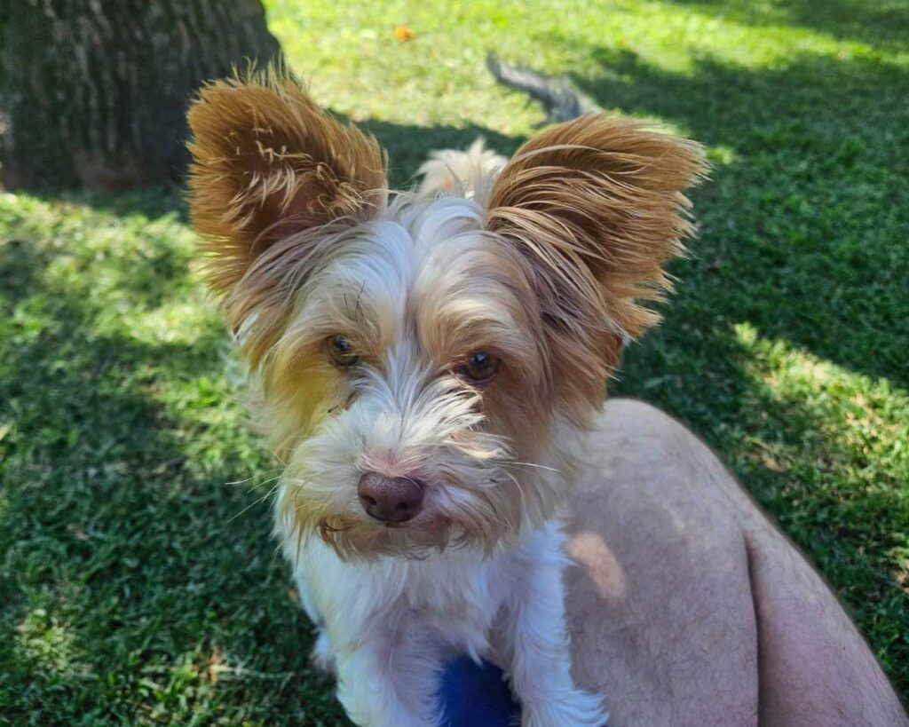 ADOPTED | Bailey Biewer Terrier | SDA2602 Elite Companion 2 adopt Bailey Biewer Terrier