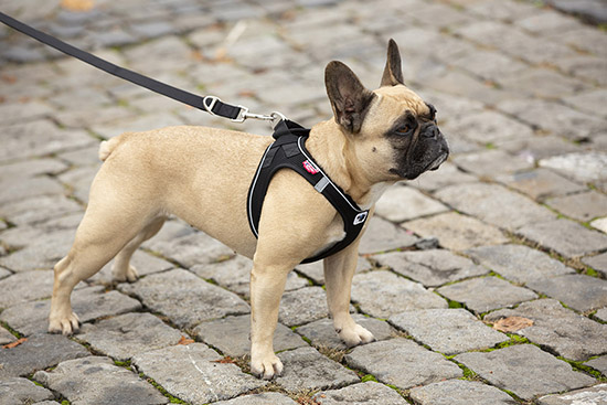 boutique pet supplies curli harness Leash 3