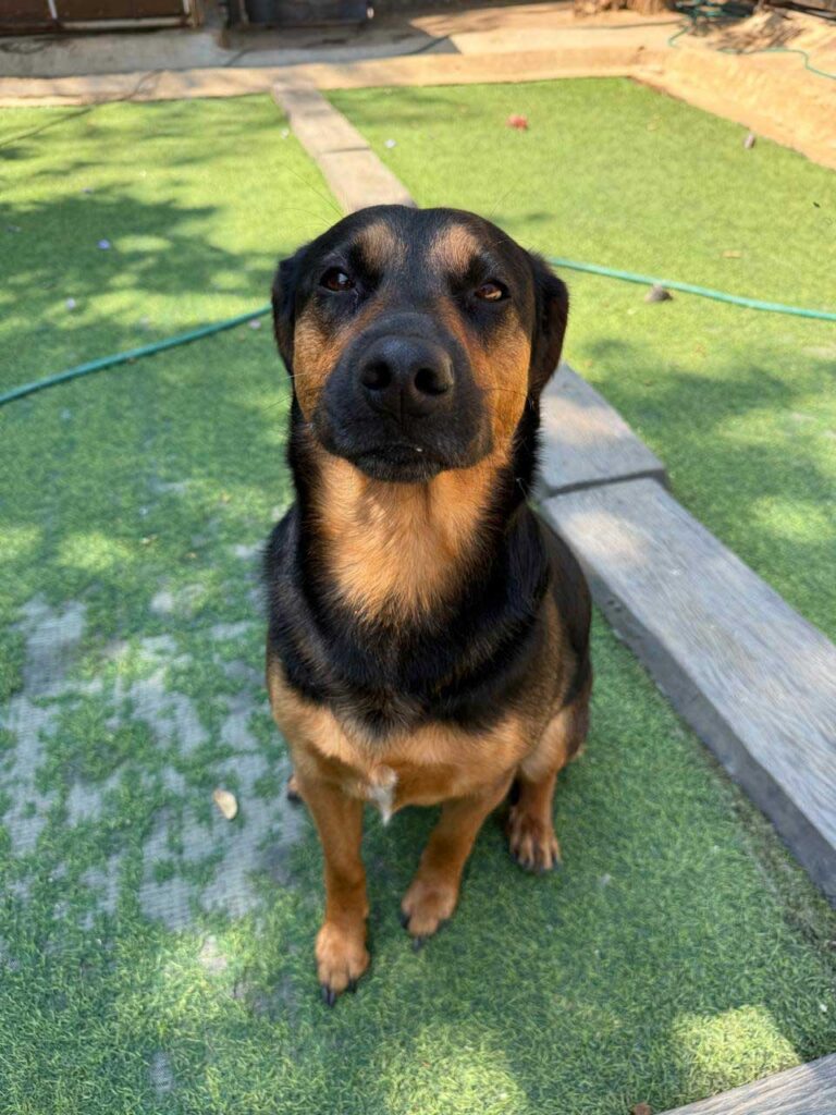 GSD, Worsie, Worshond, and Doxie