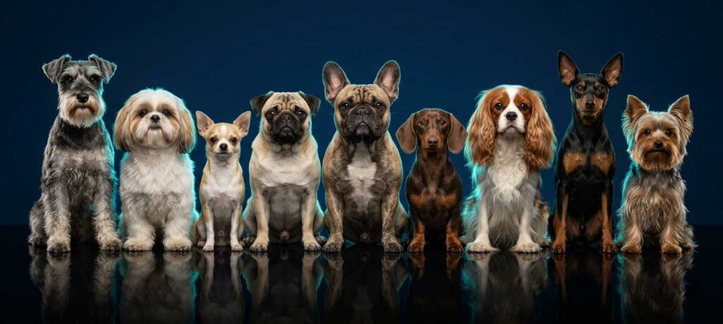 Private Dog Rehoming: A Dignified Guide for Purebred Owners 1 private dog rehoming purebred south africa