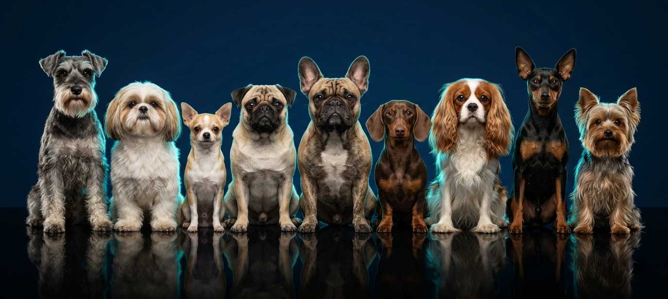 Small Dog Adoptions rehoming manifesto and industry perspective South Africa