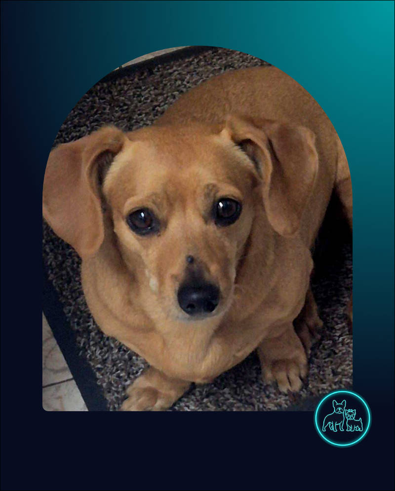 Adopt Dachshund Female Bonnie | SDA2612 Elite Companion 2 Adopt 6 year old Dachshund Female Bonnie