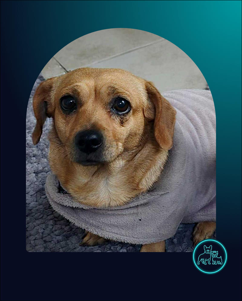 female Dachshund Bonnie
