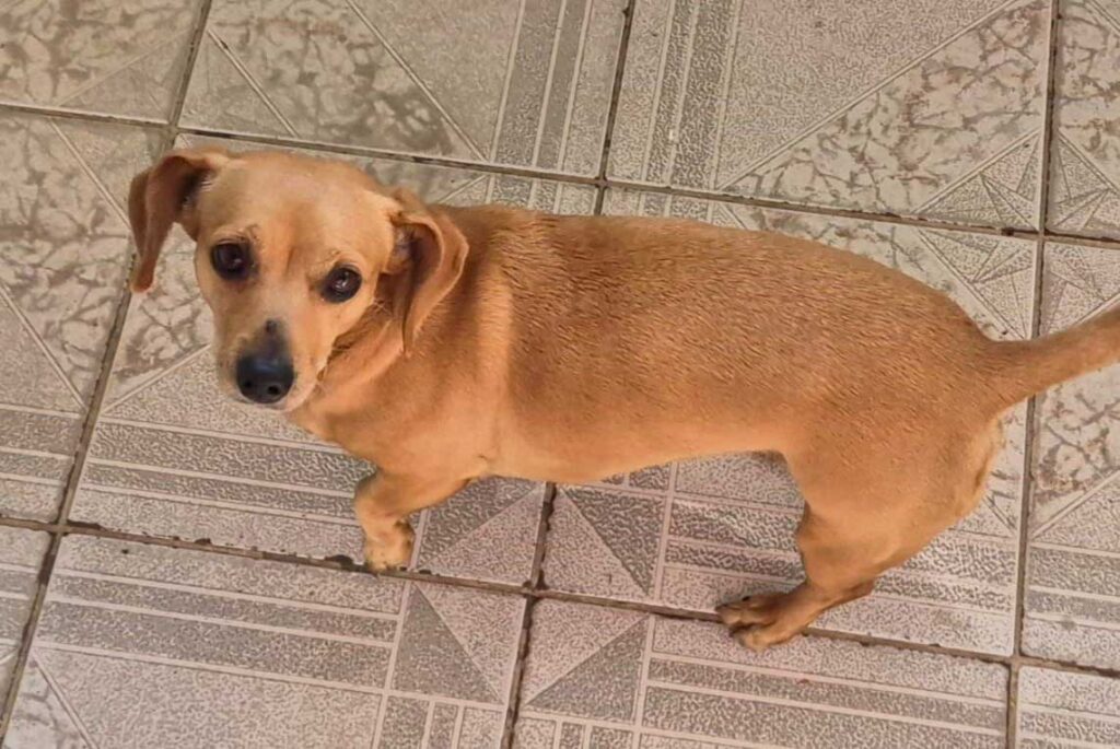 Adopt Dachshund Female Bonnie | SDA2612 Elite Companion 6 7kg female Dachshund