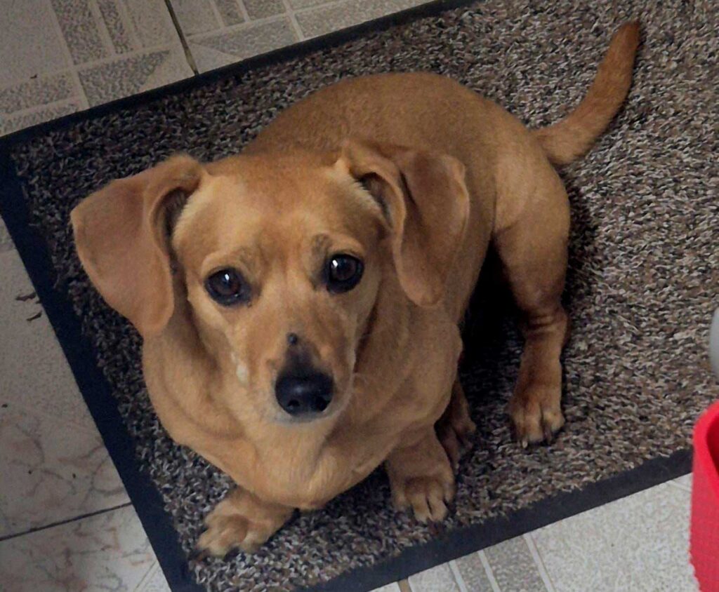 Adopt Dachshund Female Bonnie | SDA2612 Elite Companion 5 7kg female Dachshund