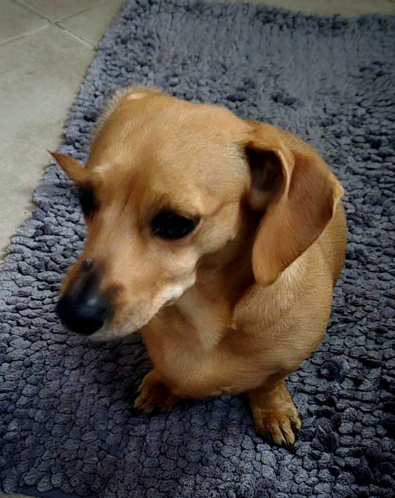 Adopt Dachshund Female Bonnie | SDA2612 Elite Companion 4 female Dachshund