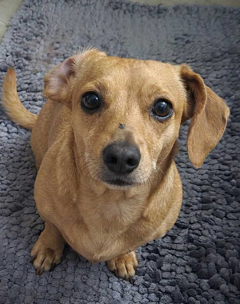 Adopt Dachshund Female Bonnie | SDA2612 Elite Companion 3 Bonnie