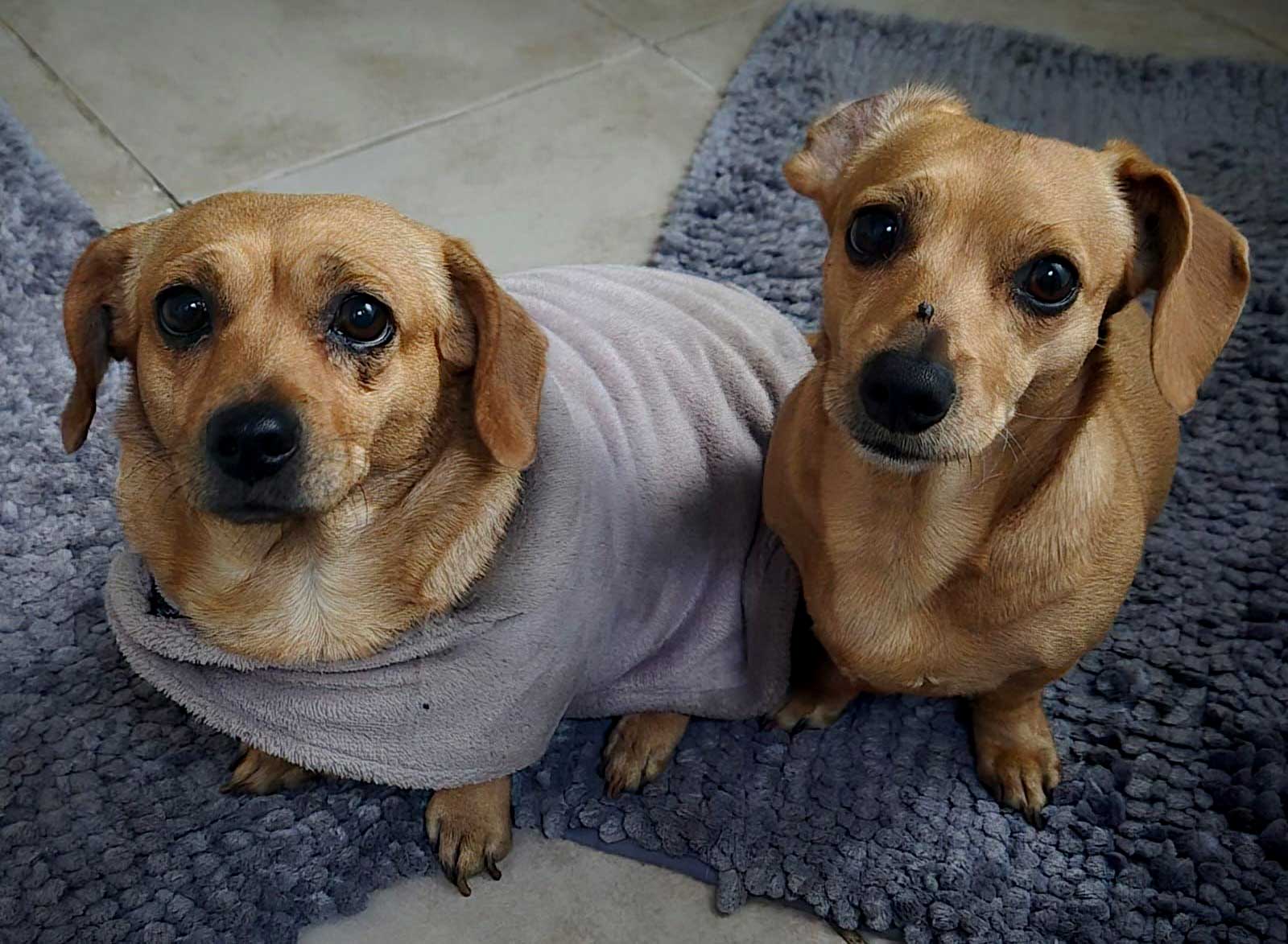 Bonnie and Chloe Dachshund sisters