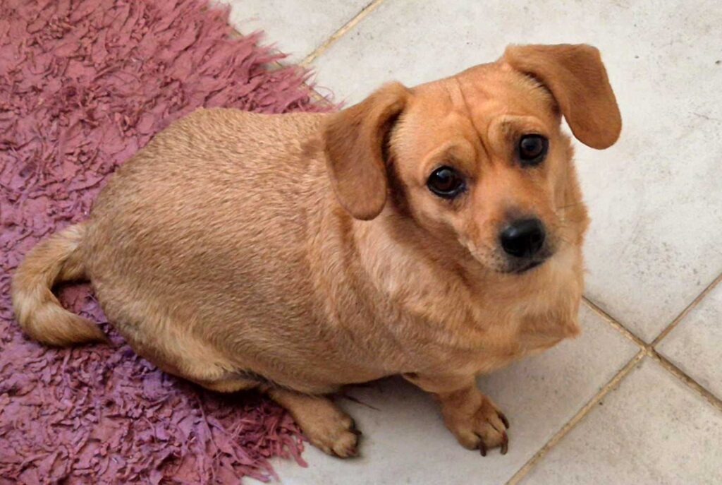 9kg female Dachshund