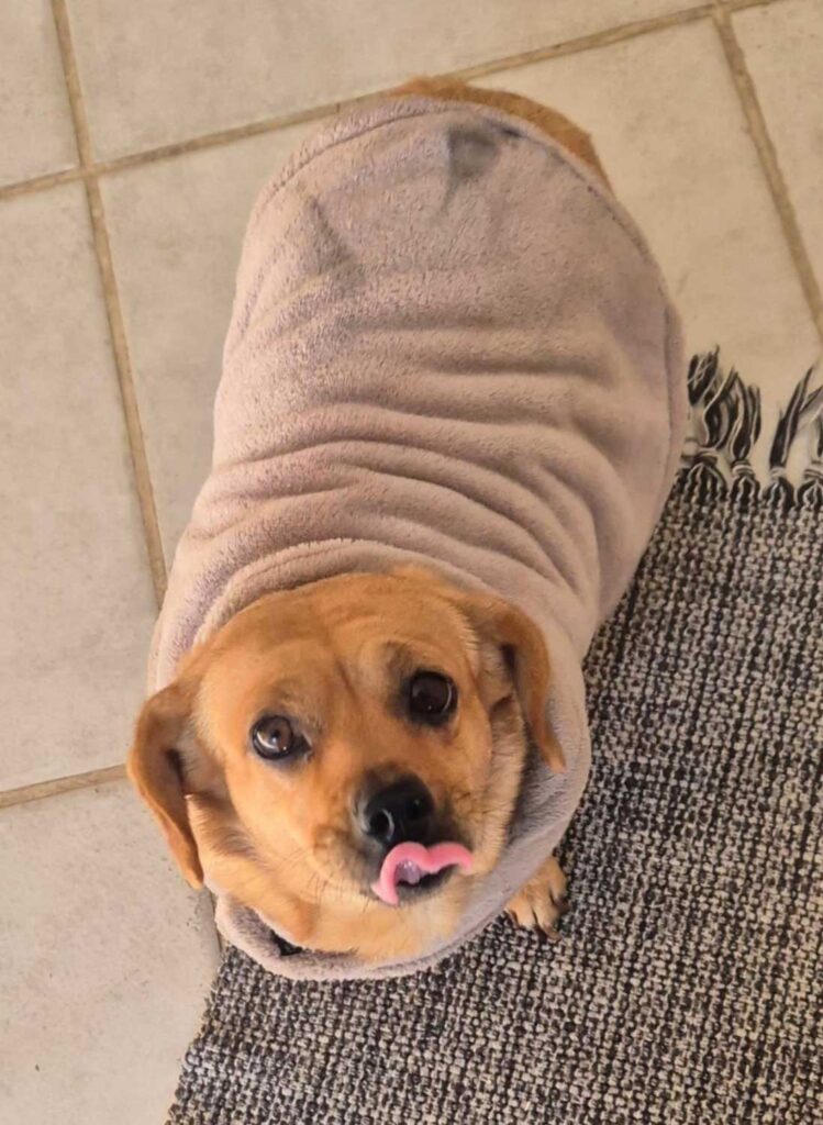 adopt female Dachshund