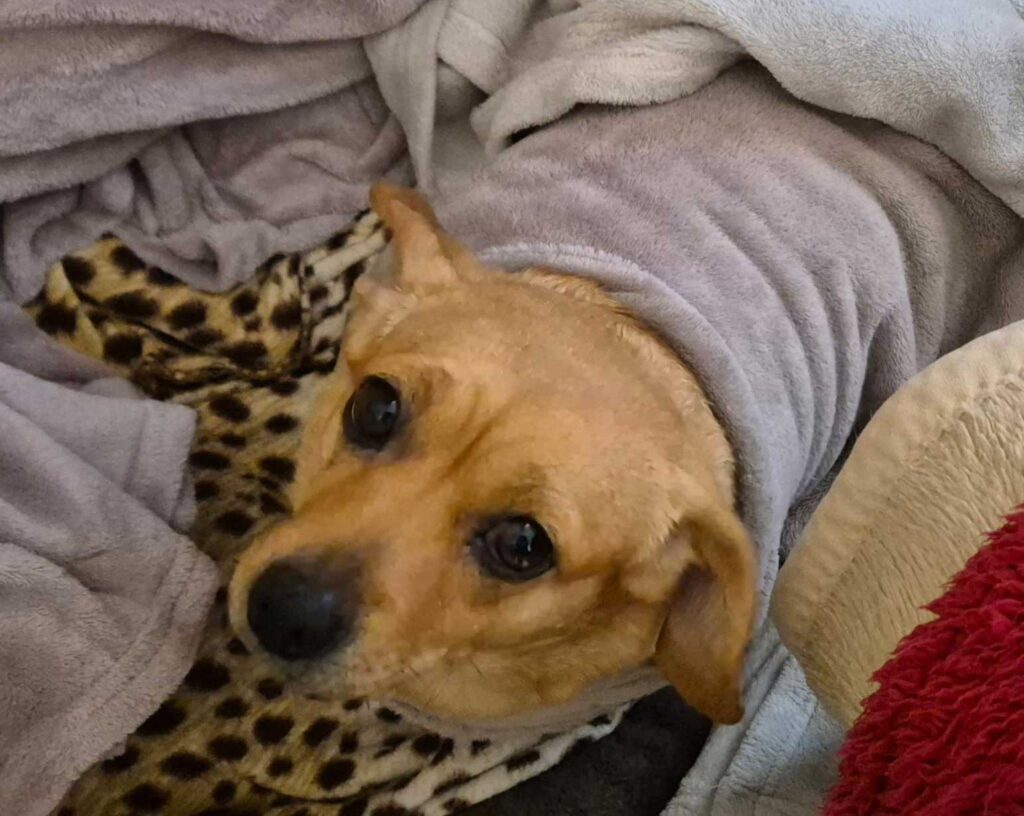 relaxed female Dachshund for adoption