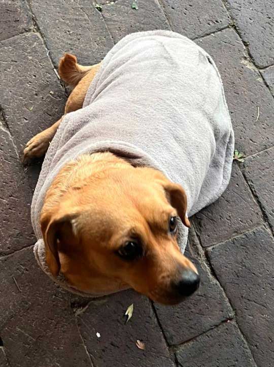 6 year old female Dachshund for adoption