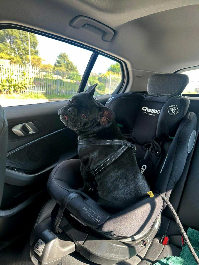 French Bulldog Potato in her baby chair in the car