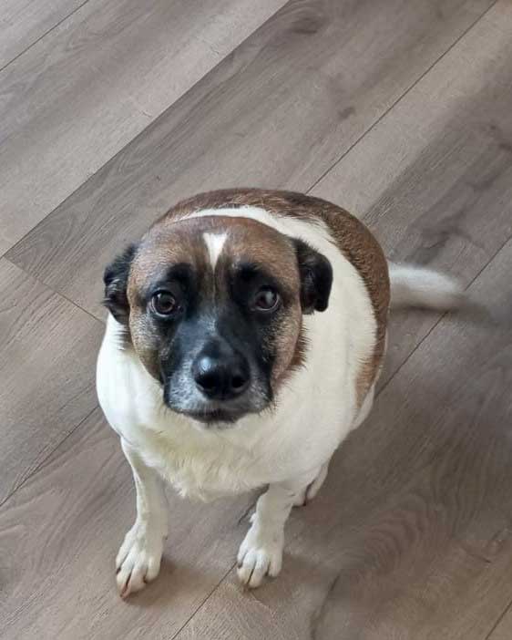 Adopt Border Jack Reddington | SDA2610 Elite Companion 3 Border Jack male dog for adoption South Africa - JRT cross Collie