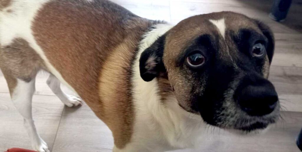 Adopt Border Jack Reddington | SDA2610 Elite Companion 4 Jack Russell cross Border Collie male