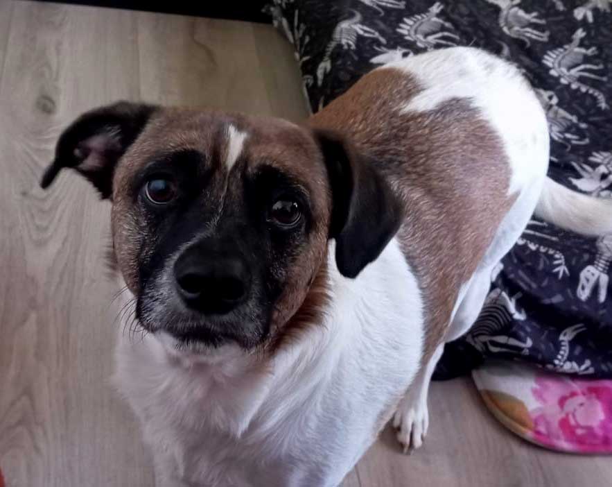 Adopt Border Jack Reddington | SDA2610 Elite Companion 5 JR cross Collie male for adoption
