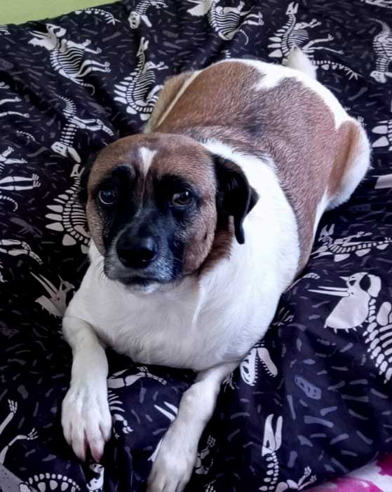 Adopt Border Jack Reddington | SDA2610 Elite Companion 7 male border jack dog reddington