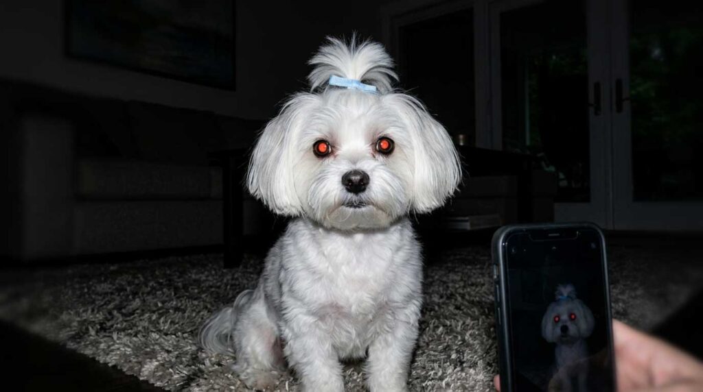 Photos of Your Dog for Rehoming: Capturing the SDA Boutique Standard 2 Avoid: Red-eye from flash in a dark room.