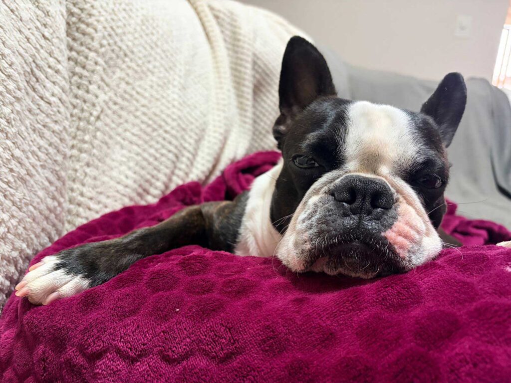 100% cage free rehoming success