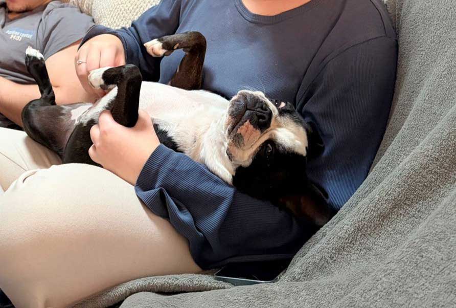 successful adoption through SDA